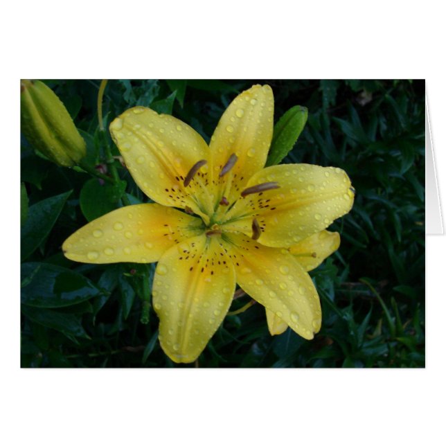 Después de la lluvia (Anverso (Horizontal))