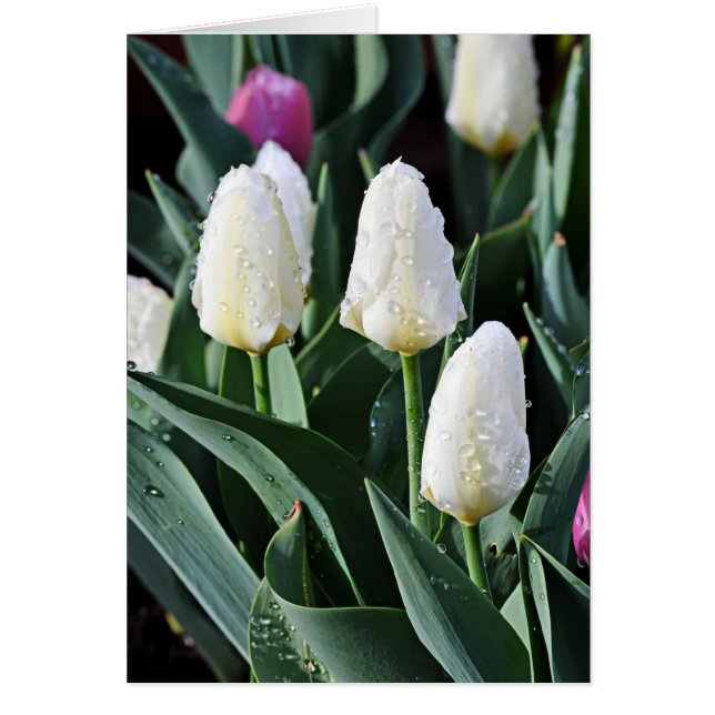 Después de la tormenta (Frente)