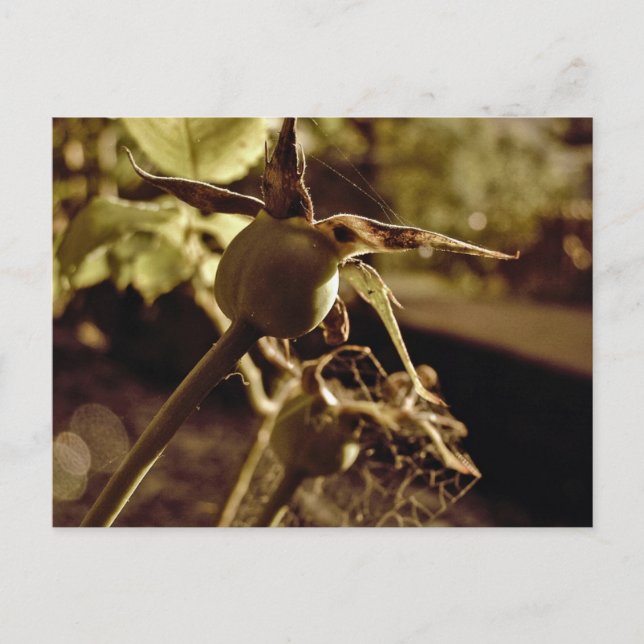 Después que el amor se fue. Postal (Anverso)