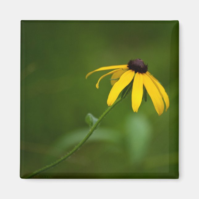 Destacar el imán (Frente)