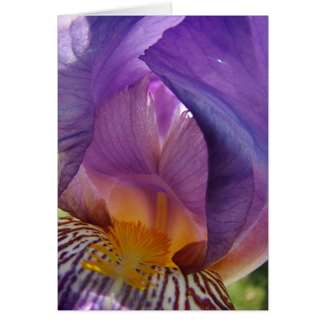 desviación de la vientre (Frente)