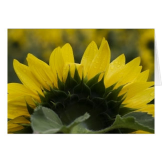 Detalle del girasol