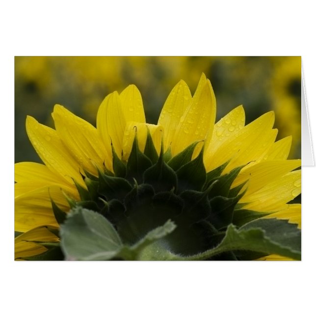 Detalle del girasol (Anverso (Horizontal))