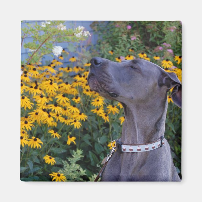 Detener y oler el imán de las flores (Frente)