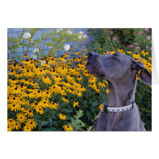 Detener y oler la tarjeta de flores