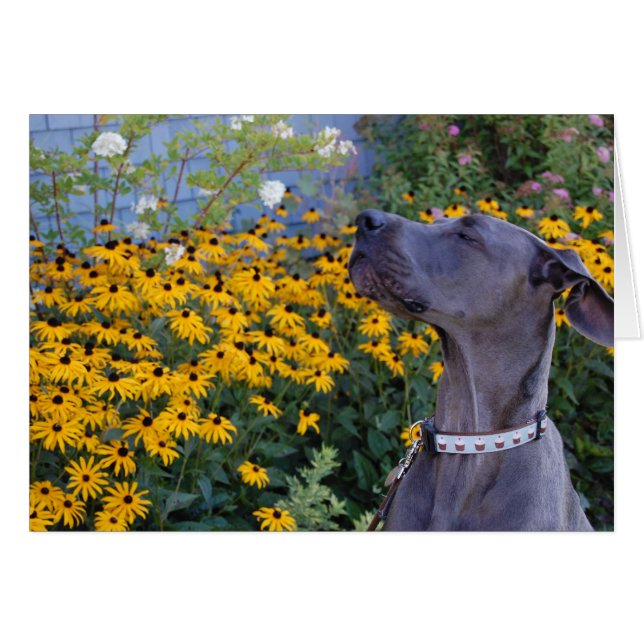 Detener y oler la tarjeta de flores (Anverso (Horizontal))