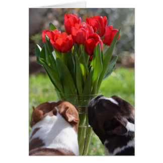 Detener y oler los tulipanes