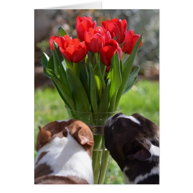 Detener y oler los tulipanes (Frente)