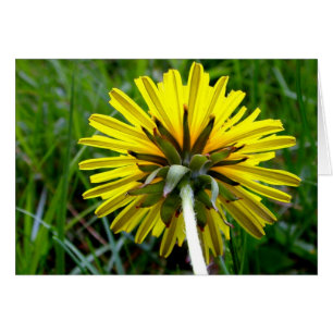 Detrás del diente de león