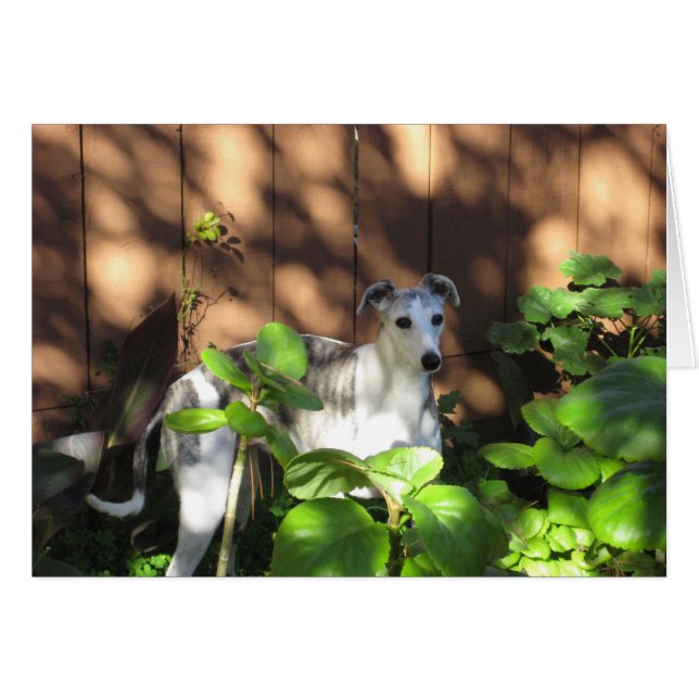 Devo Whippet (Anverso (Horizontal))