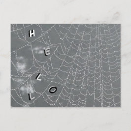 Dew arroja postal de Spider Web HELLO