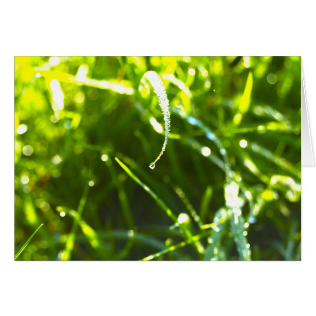 Dew Drop (Anverso (Horizontal))
