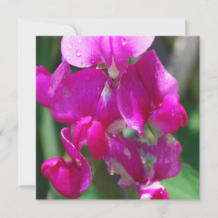 Dew Drops on Sweet Pea