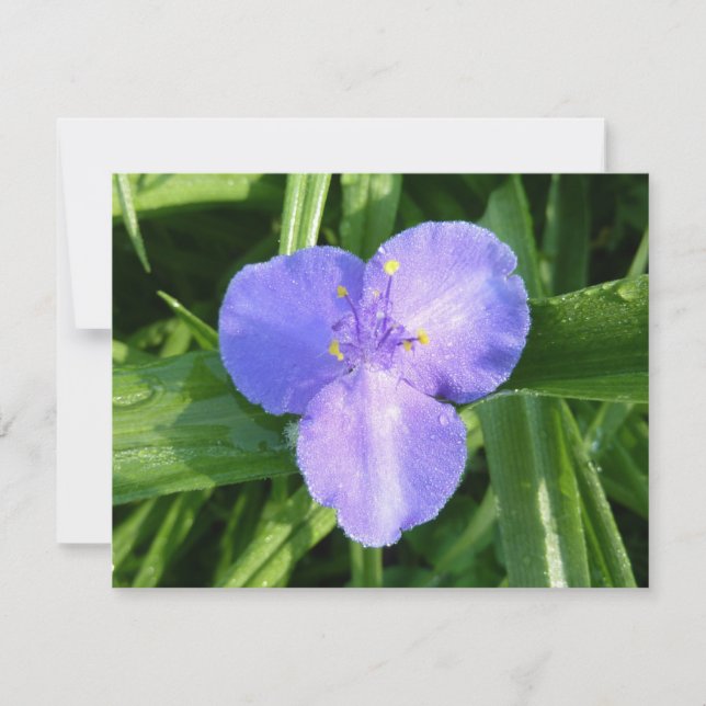 Dewy Trillium Spring Wildflower (Anverso)