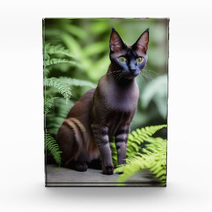Dexter El Gato Siamés Negro, Bloqueo De Fotos