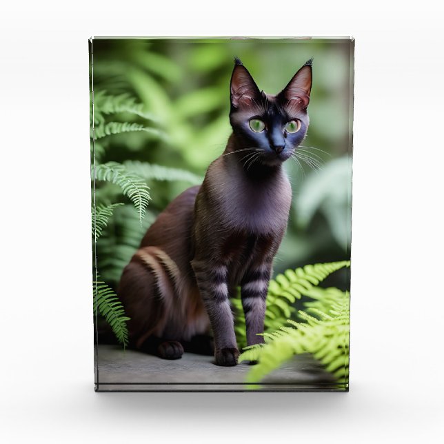 Dexter El Gato Siamés Negro, Bloqueo De Fotos (Anverso)