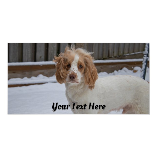 Dexter in the Snow - Impresión Poster brillante (Anverso)