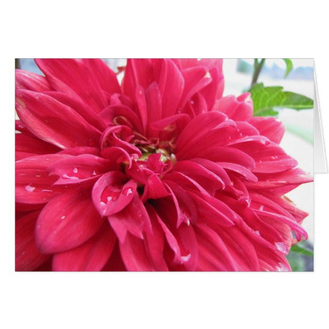 dhalia sobrevive a la sequía (Anverso (Horizontal))