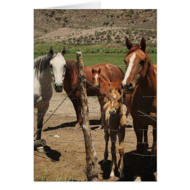 ¡Di queso...! (Frente)