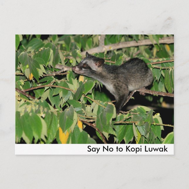 Di tarjeta postal a Kopi Luwak (Anverso)