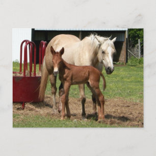 Día 1 - Postales madre e hijo