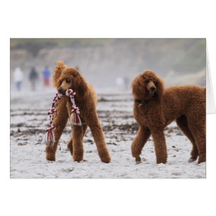 Día 2010 #10 del caniche