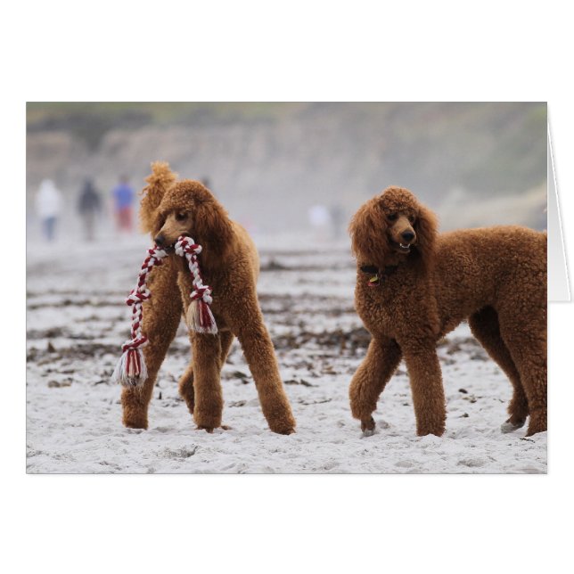 Día 2010 #10 del caniche (Anverso (Horizontal))