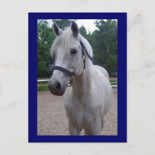 Día Azul - Postales para caballos