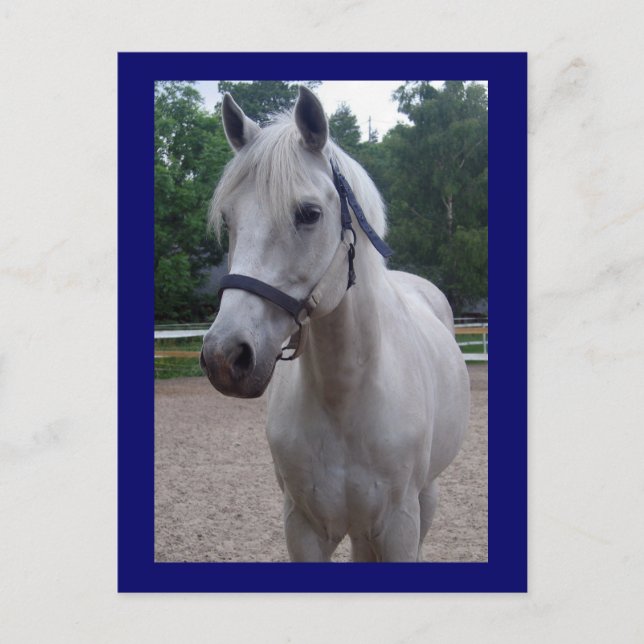 Día Azul - Postales para caballos (Anverso)