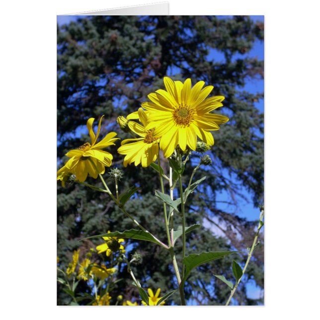 ¡Día brillante! (Frente)