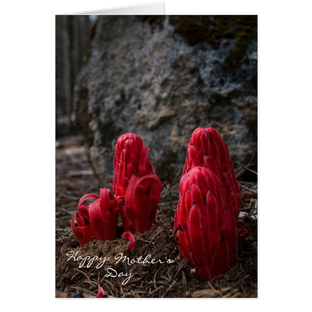 Día de la Madre Flor de Nieve (Frente)