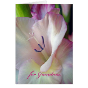 Día de la Madre para la Abuela, Gladiolus Rosa