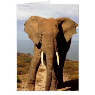 Día de la Playa del Elefante,