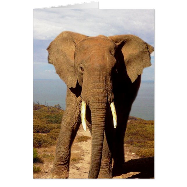 Día de la Playa del Elefante, (Frente)