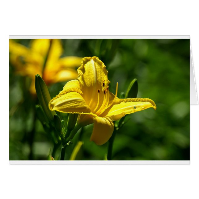 Día de verano (Anverso (Horizontal))