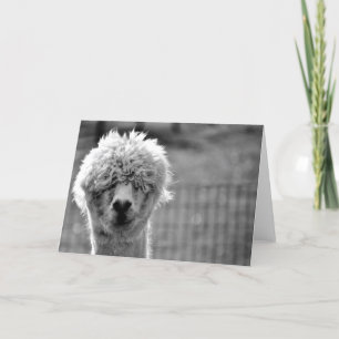 Día del Pelo Malo - Tarjeta Alpaca