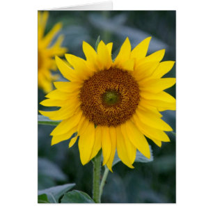 Día precioso/girasoles