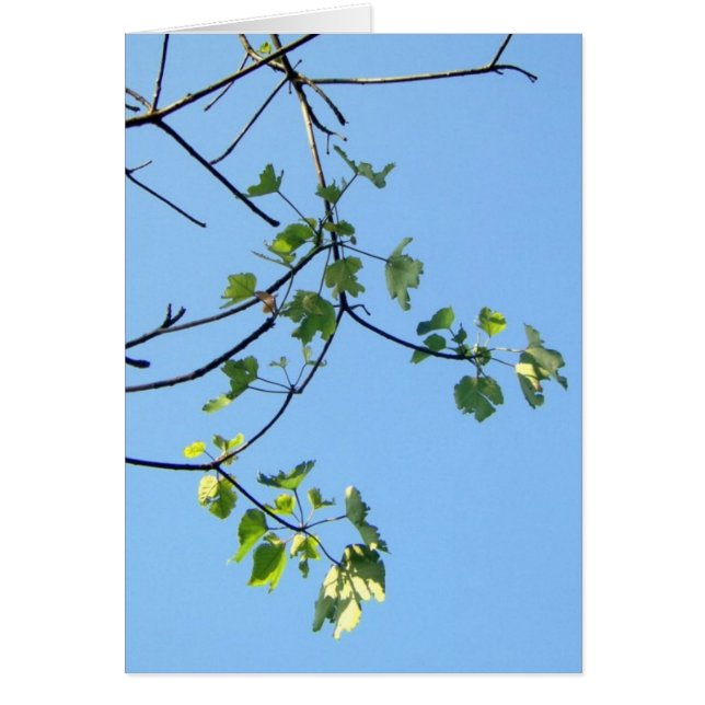 Día soleado (Frente)