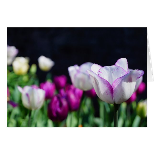 ¡Día soleado! (Anverso (Horizontal))