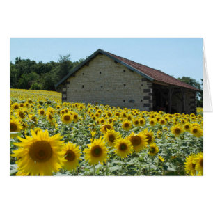 día soleado de girasol
