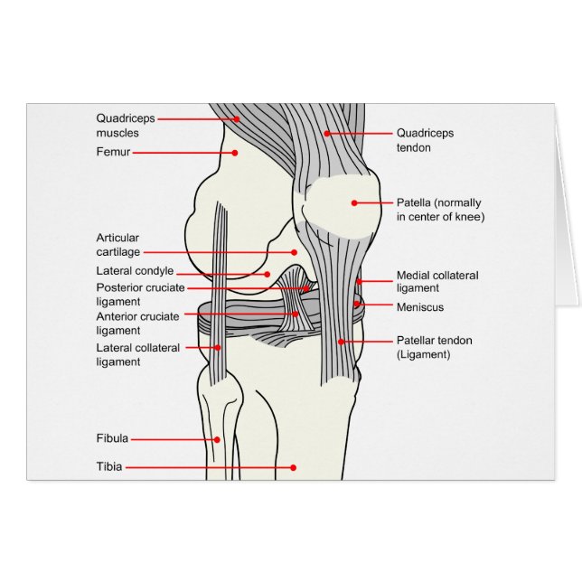 Diagrama anatómico de una junta de rodilla del (Anverso (Horizontal))