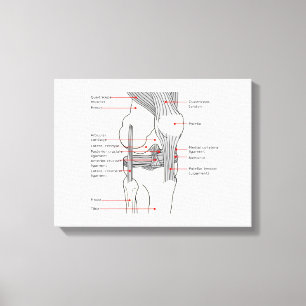 Diagrama anatómico del lienzo articulación de la r