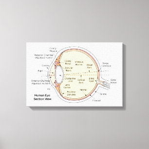 Diagrama anatómico del ojo humano en lienzo