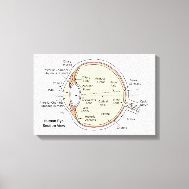 Diagrama anatómico del ojo humano en lienzo (Anverso)