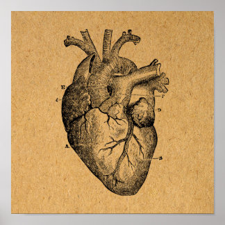 Diagrama cardíaco vintage Ilustracion Arte vintage