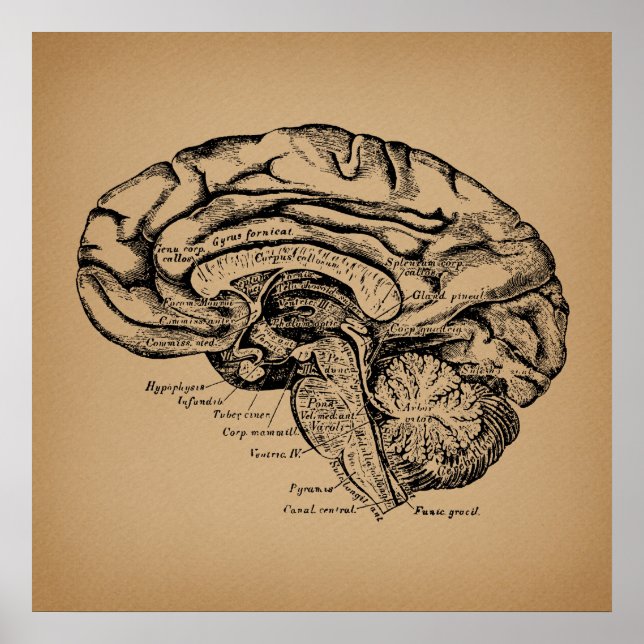 Diagrama de cerebro antiguo arte de anatomía médic (Frente)