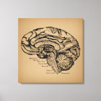 Diagrama de cerebro antiguo arte de anatomía médic