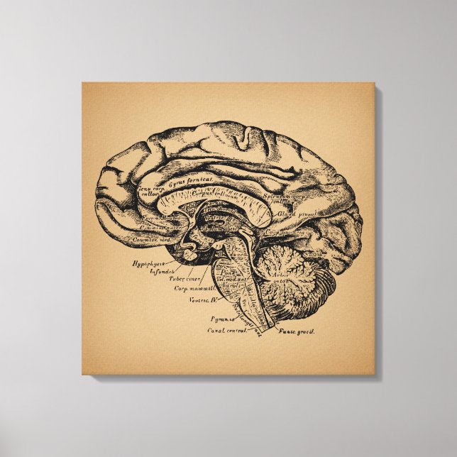 Diagrama de cerebro antiguo arte de anatomía médic (Anverso)