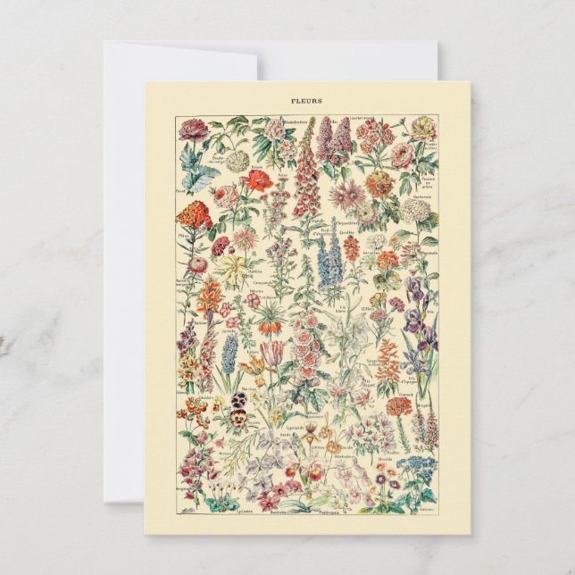 Diagrama de jardinería de flores silvestres botáni (Anverso)