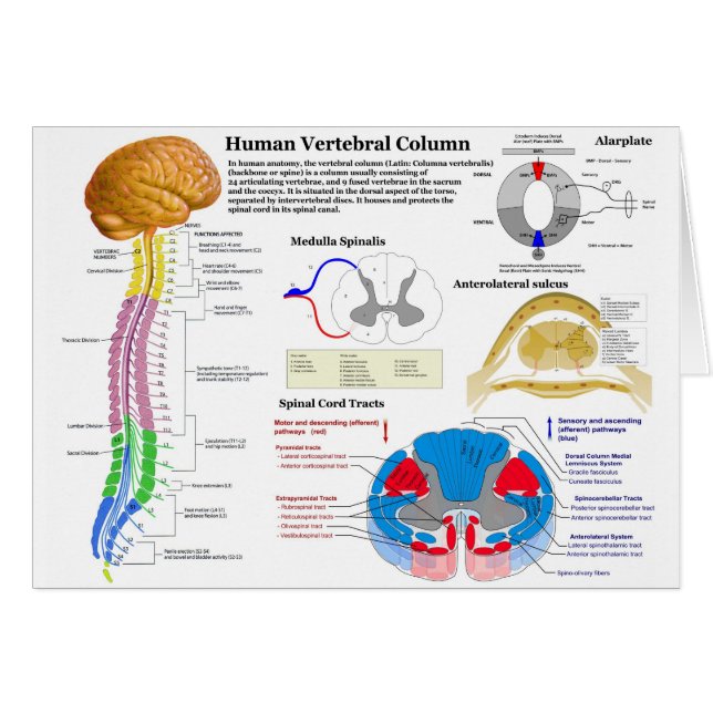 Diagrama de la columna vertebral humana (Anverso (Horizontal))